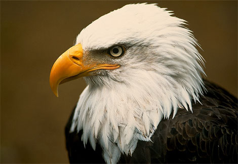 taiga bald eagle information