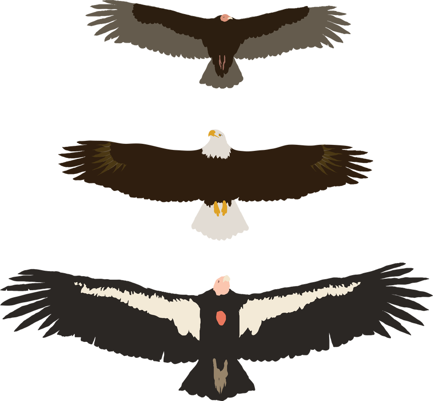 andean condor size comparison